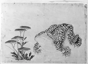 toad