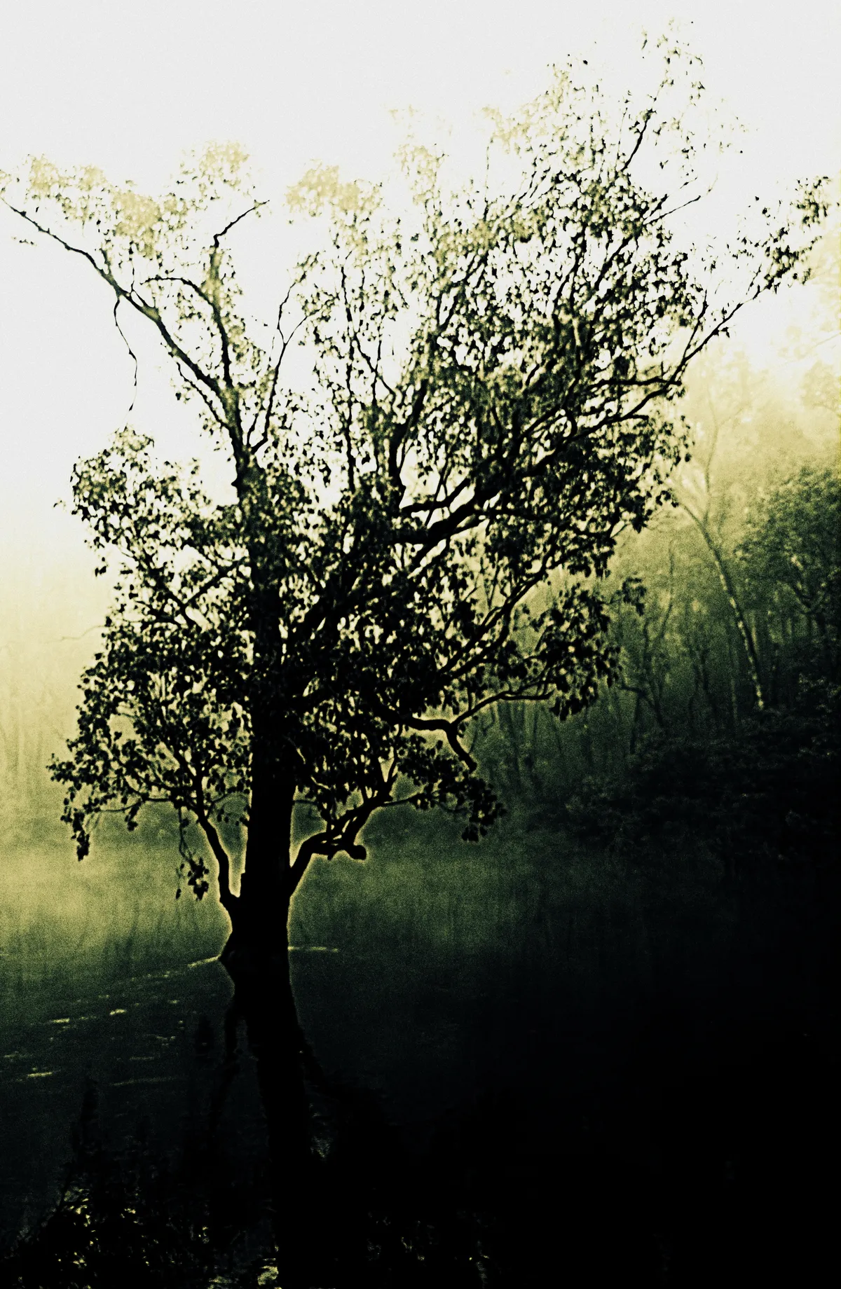Tree in River - 2012 - Human +/- Nature @ Kurb Gallery