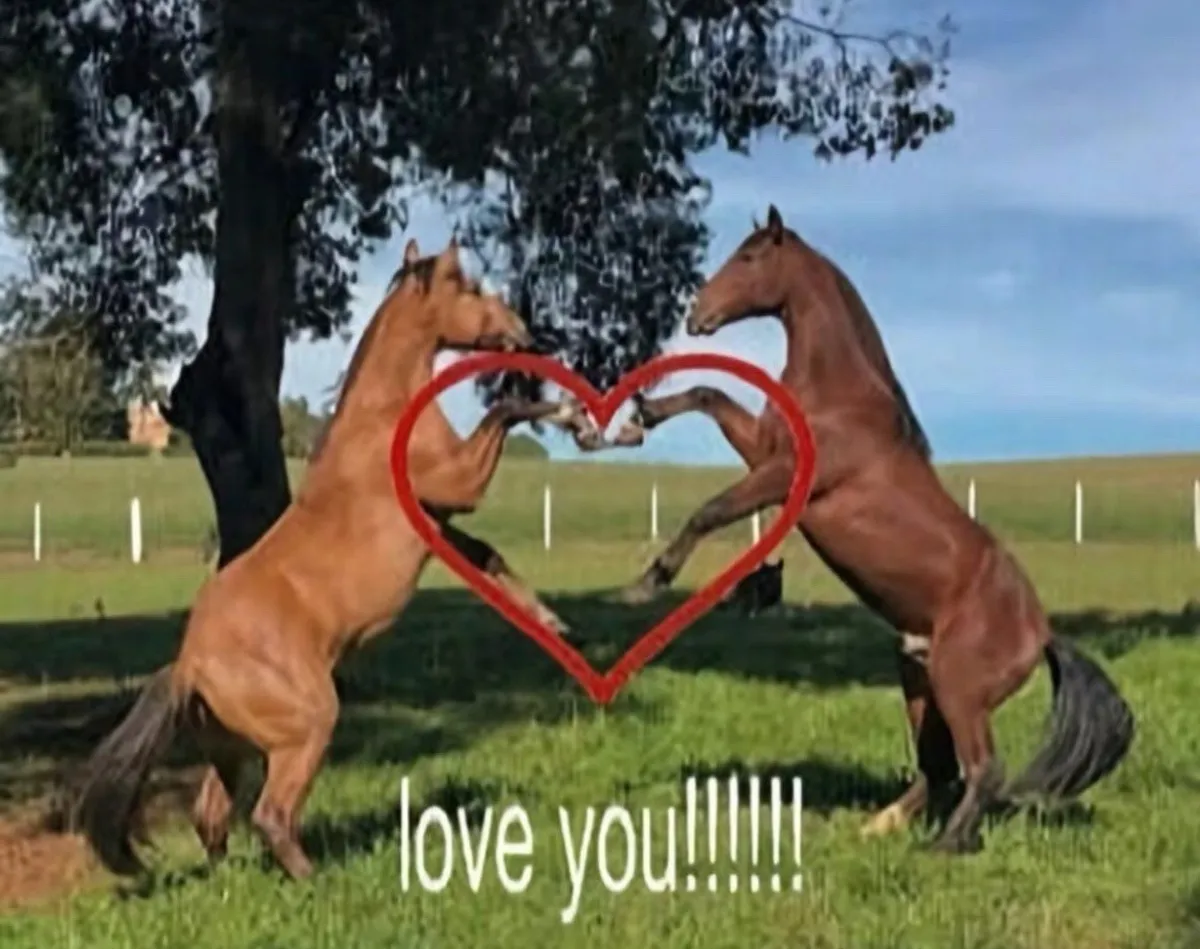 horse love you