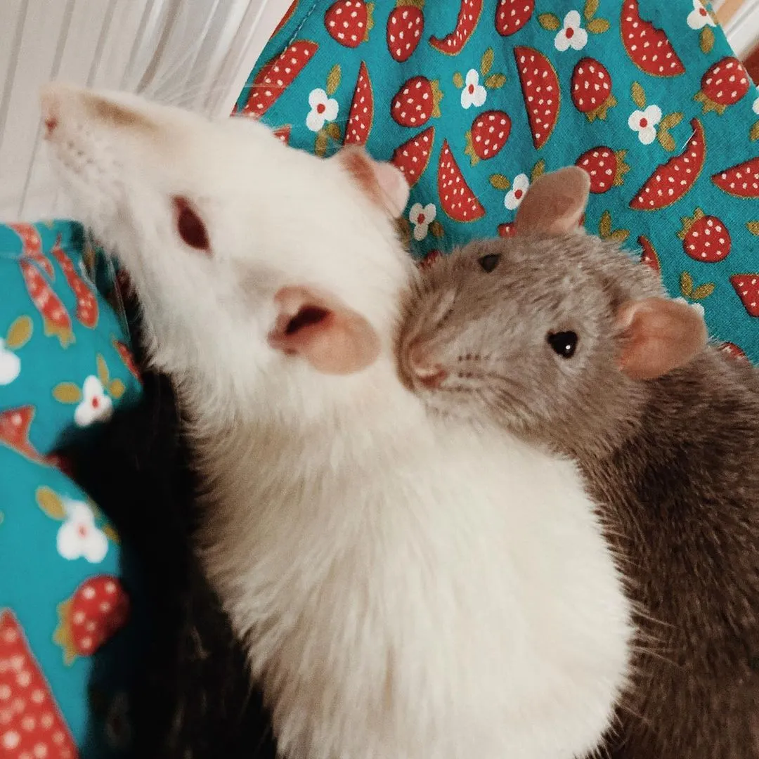 ratassss