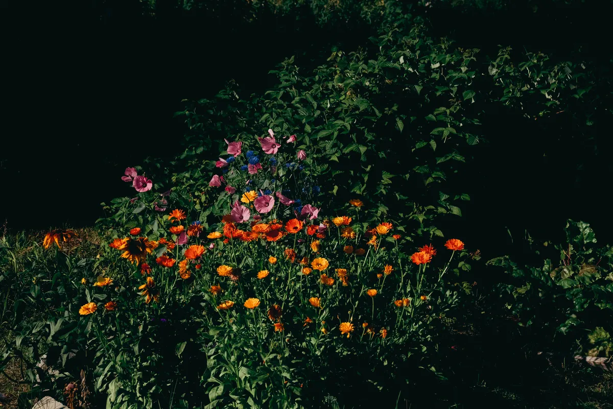 Mansi garden