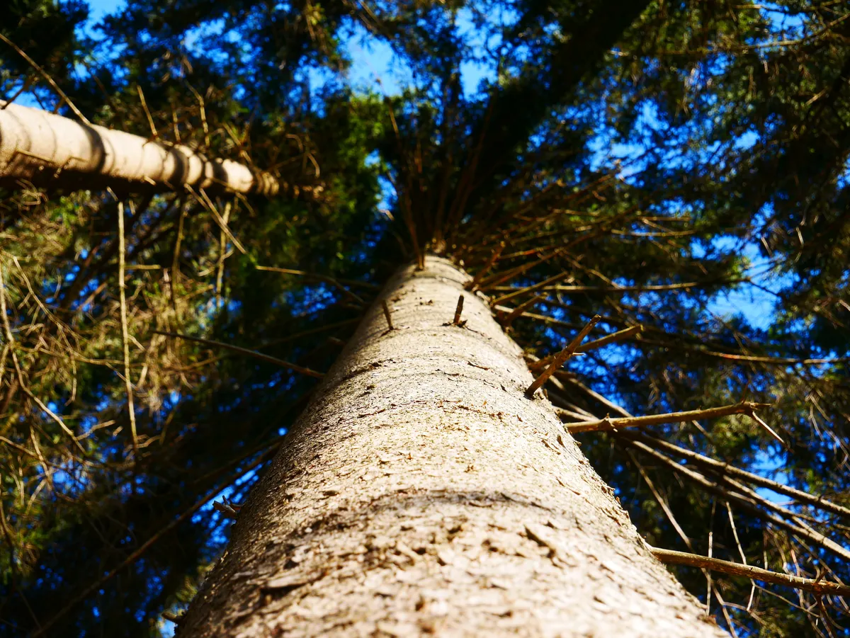 forest survival experience