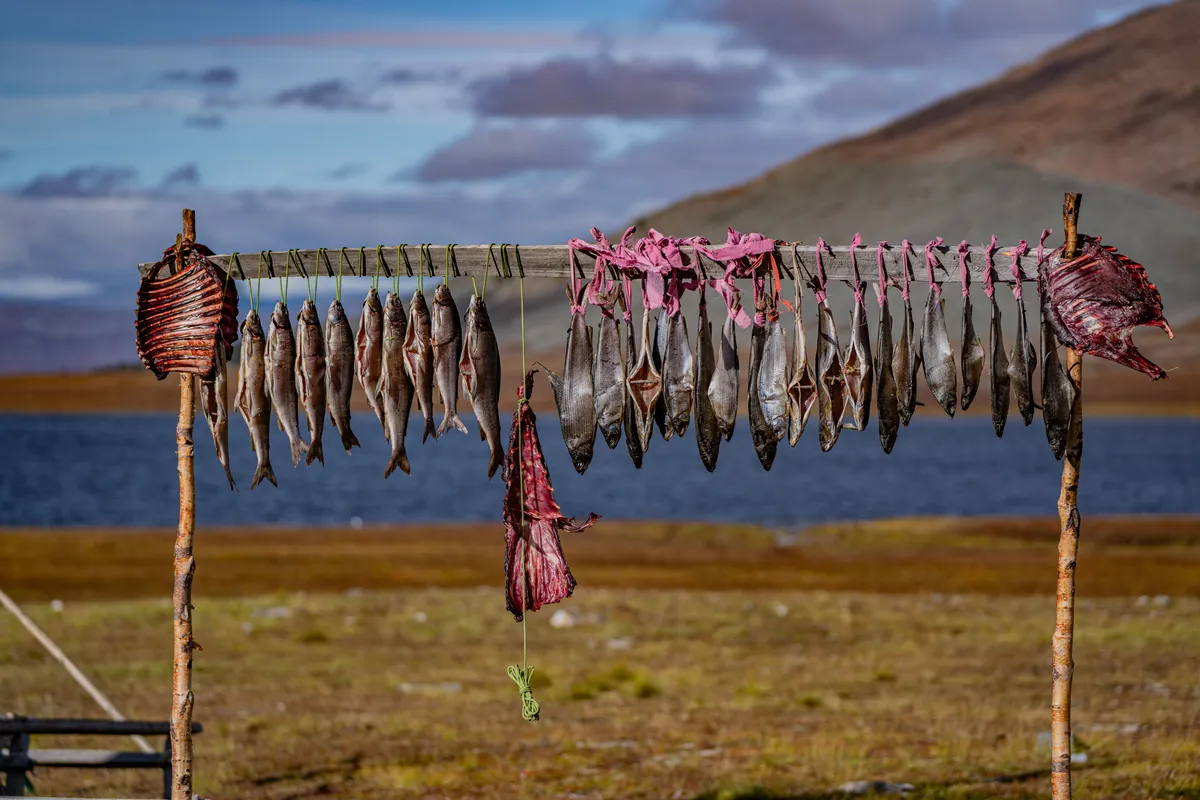 Fish drying in the wind