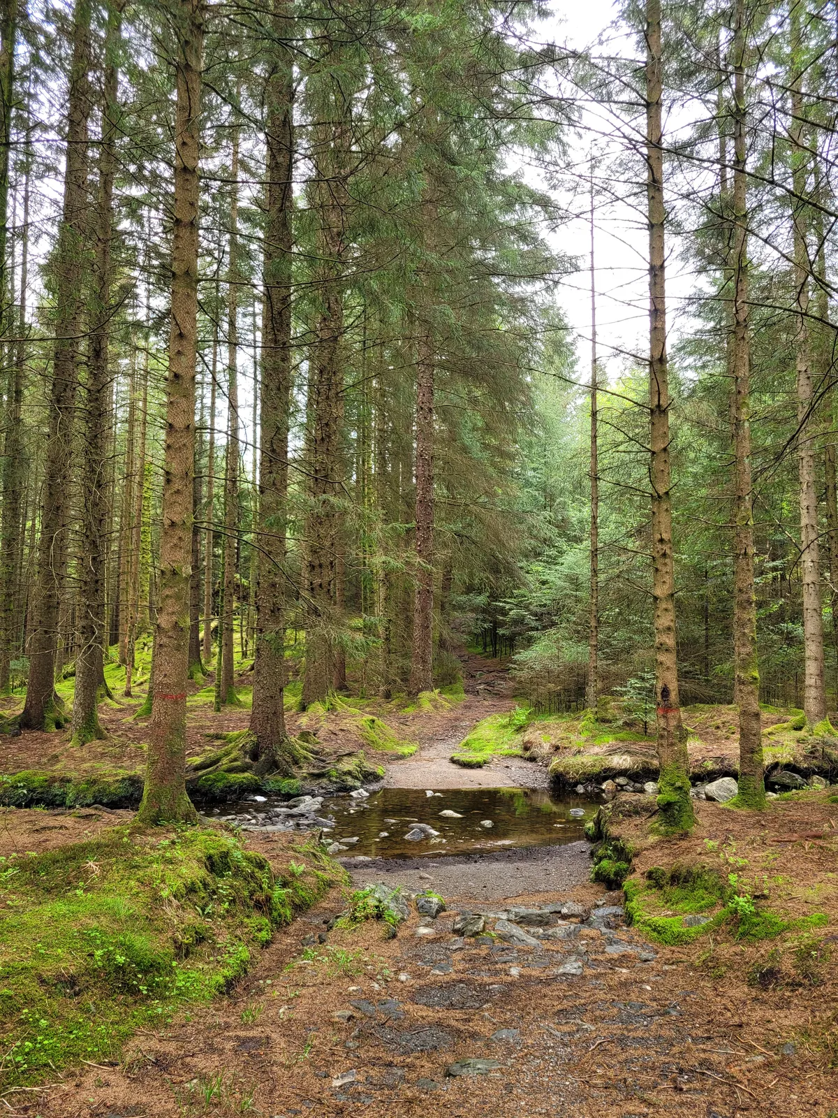 A water crossing among conifers