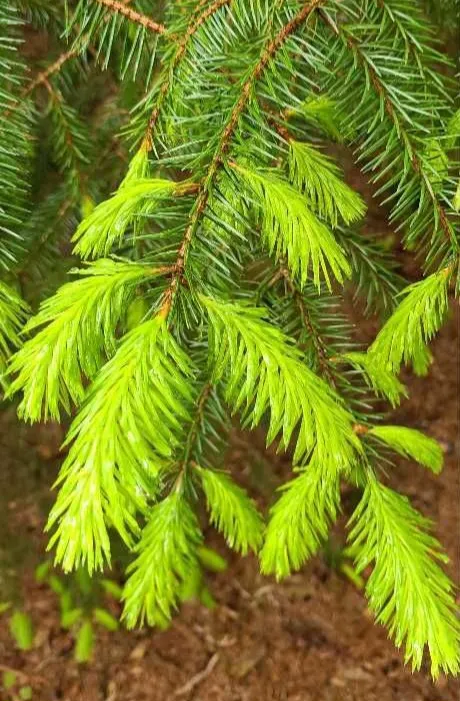 Sitka spruce needles with new buds