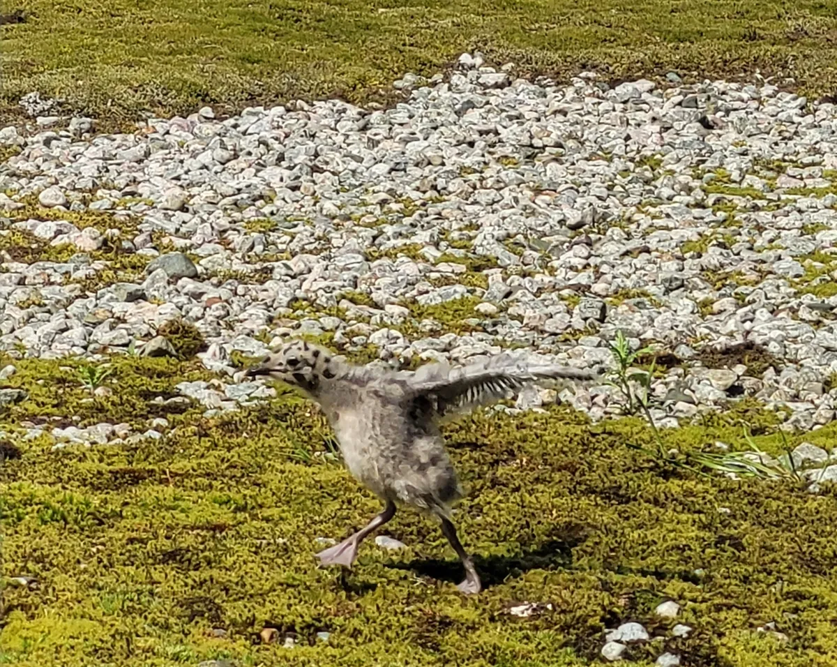 A baby seagull, still covered in just fluff, spreading its arms as if trying to fly.