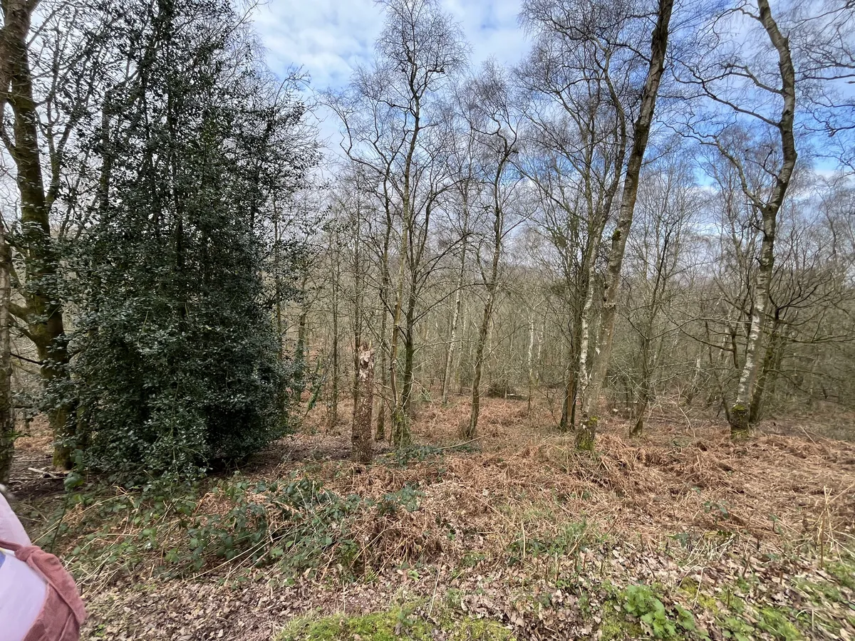 View across the heath