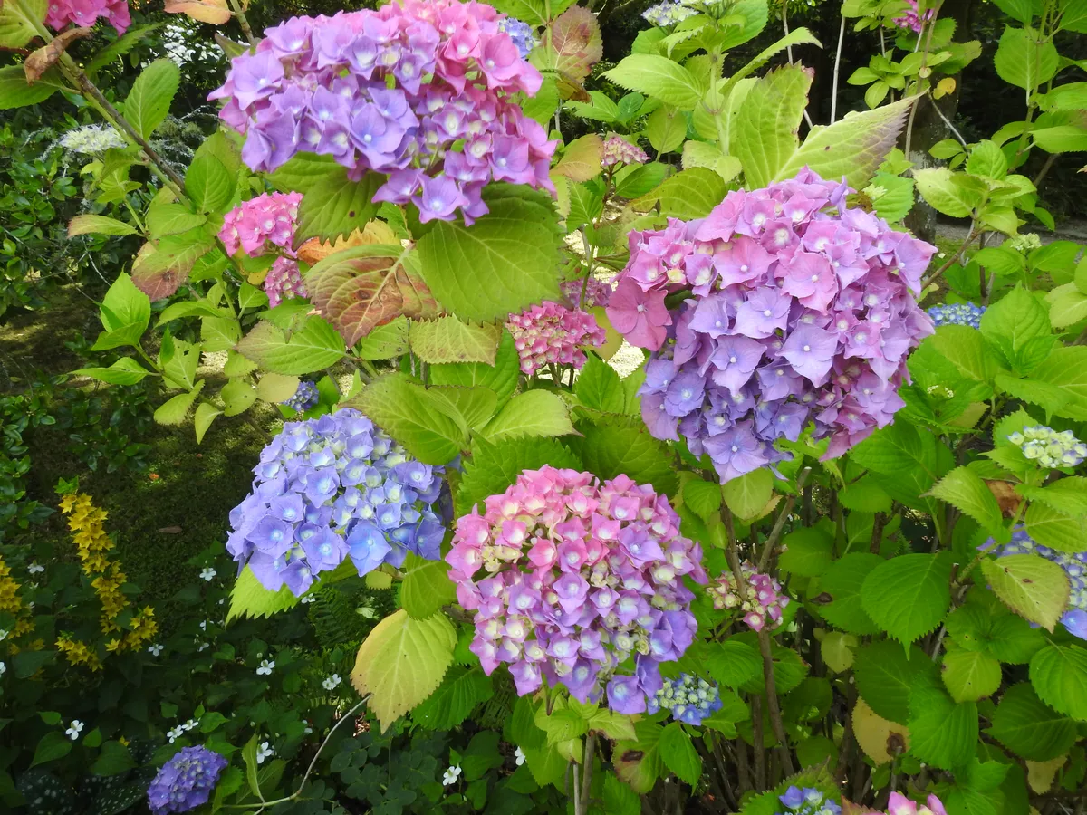 A dense cluster of mophead hydrangeas in shades of pink, lilac and blue crowd the frame, set against broad green foliage. Spikes of yellow loosestrife and sprays of small white flowers fill the shaded border behind. The colours shift from cool blue to warm rose across the planting.