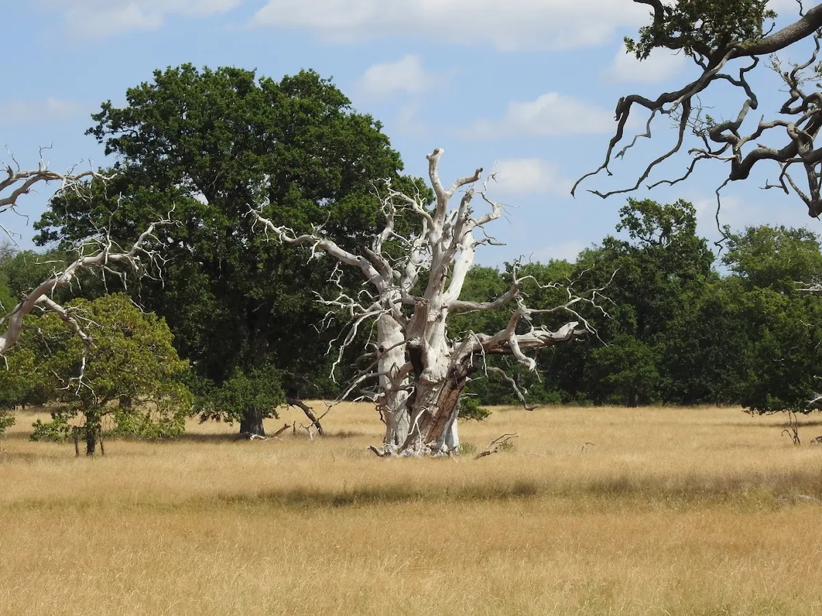 A large dead-looking oak with bare, silvery, bleached branches standing in a field of yellowed grass, with green living trees behind it, at Hanbury Hall. DSCN2785