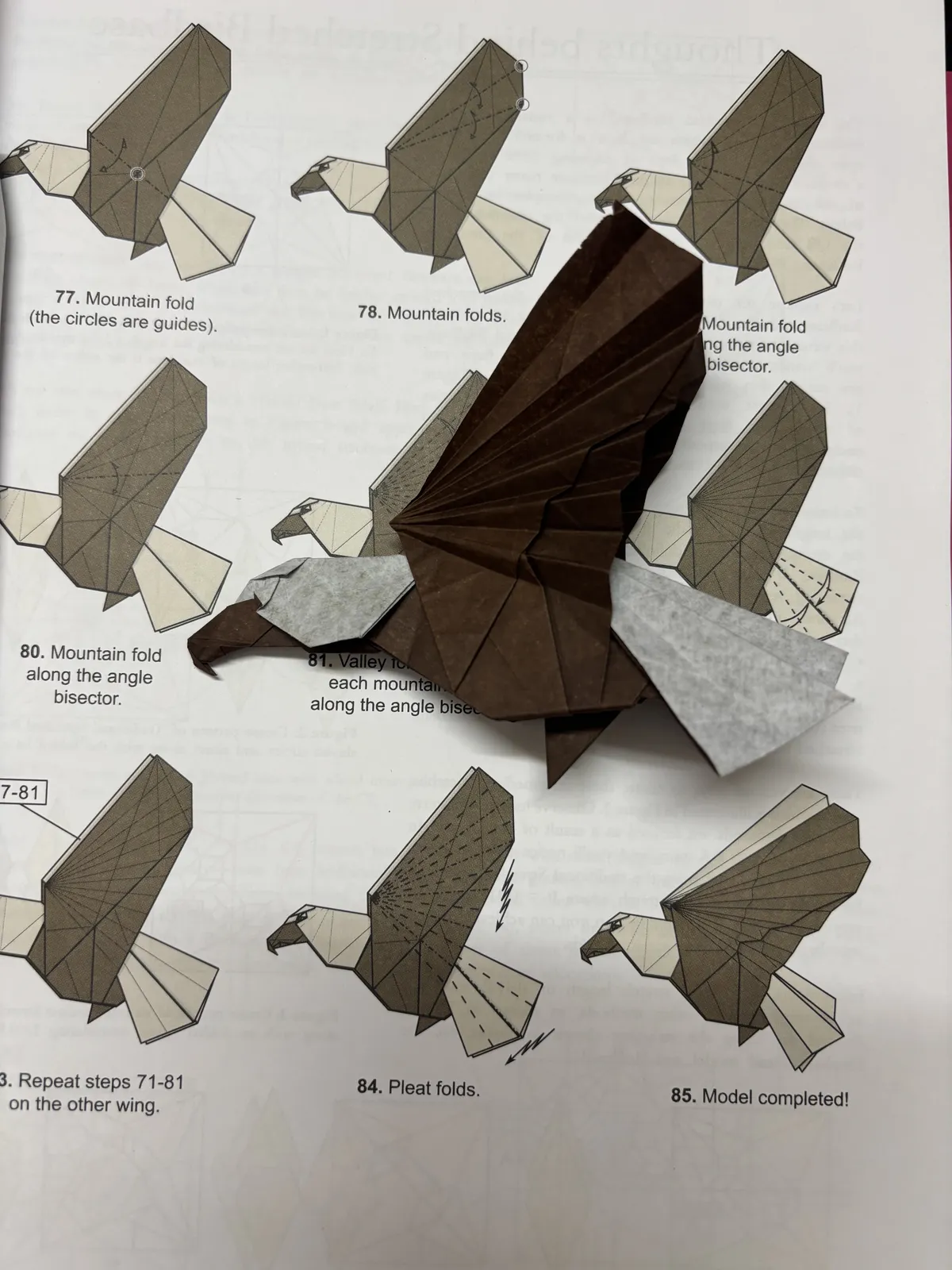 bald-eagle-sampreet-manna