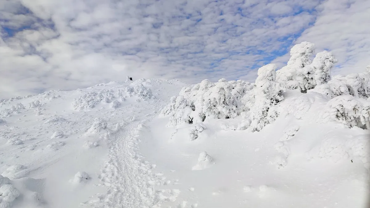 dvpt1sr1zlc2okmwp3dz