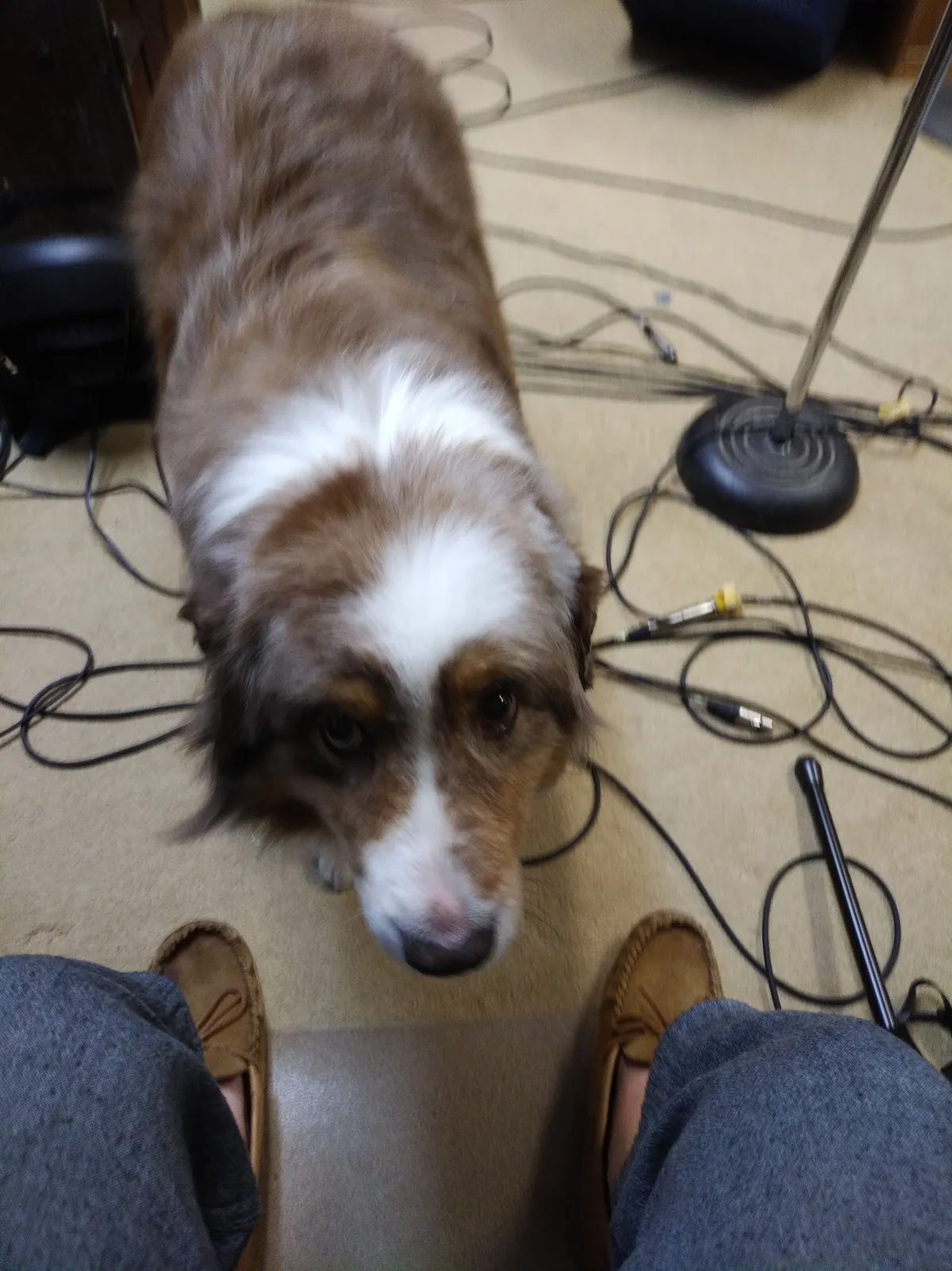 A dog standing in a mess of mic cables, looking up at the photographer