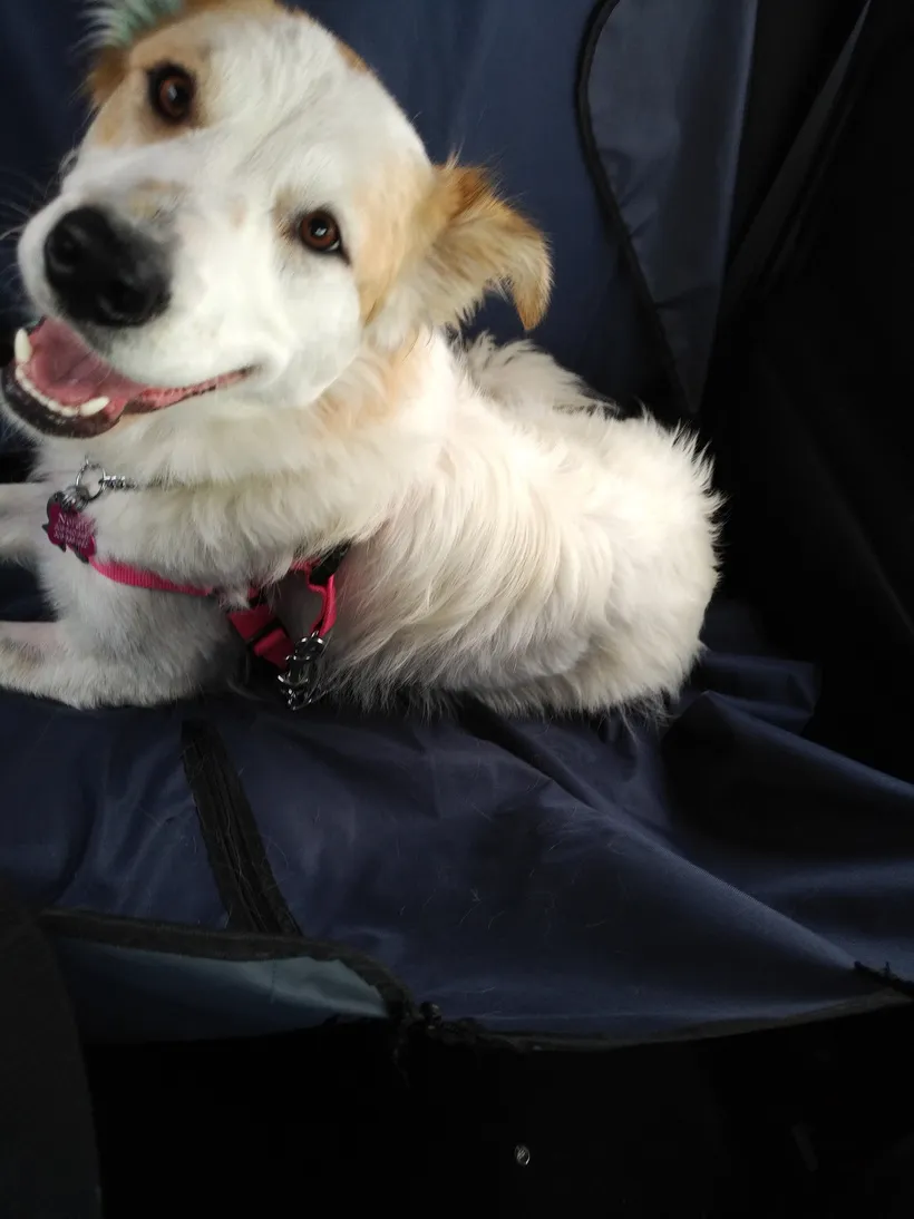 A happy dog laying down in the back seat of a car.