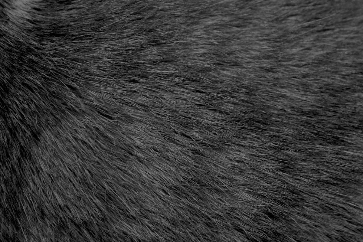 grey-tabby-cat-fur-texture-picture-free-photograph-photos-public