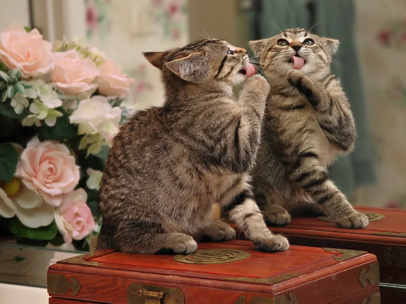 Kitten Sees Herself in Mirror