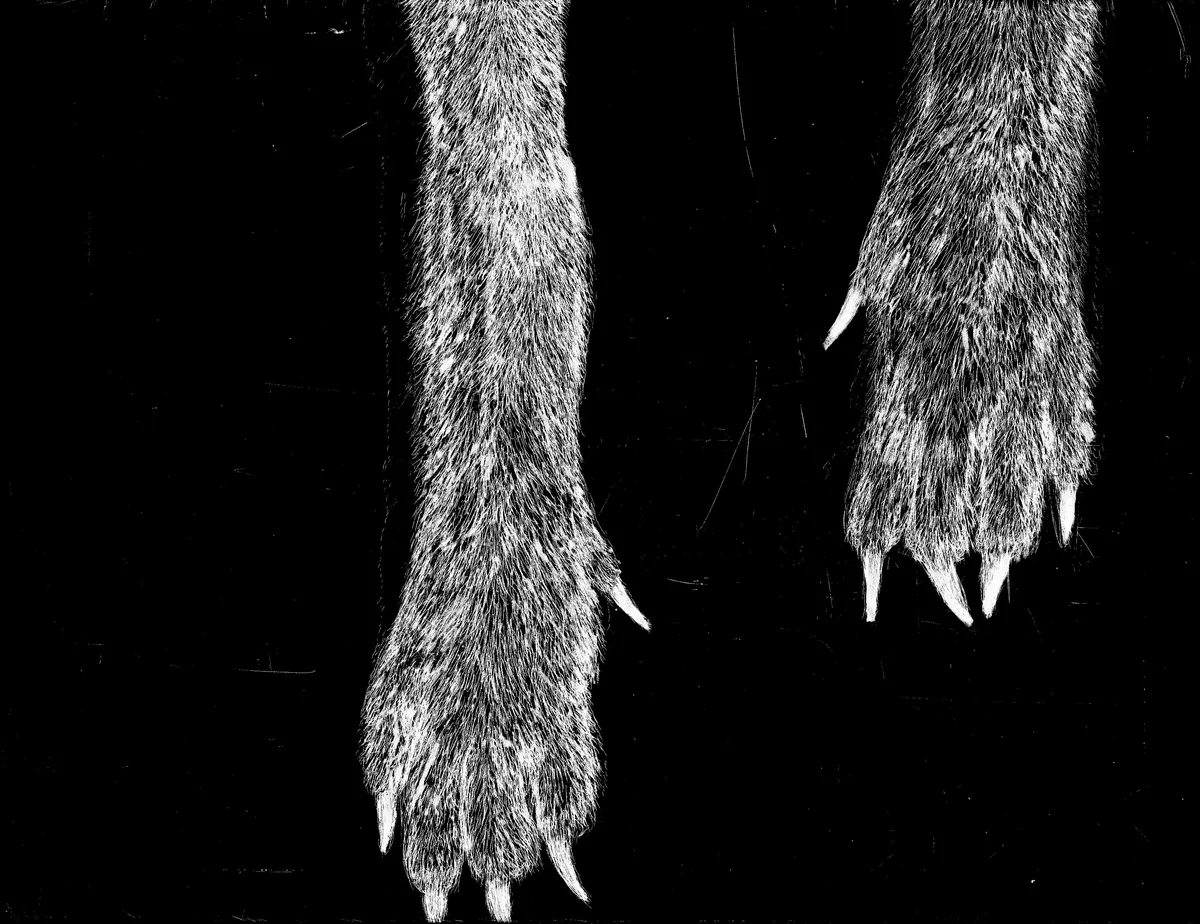 smith-jewel-2-2004-negative