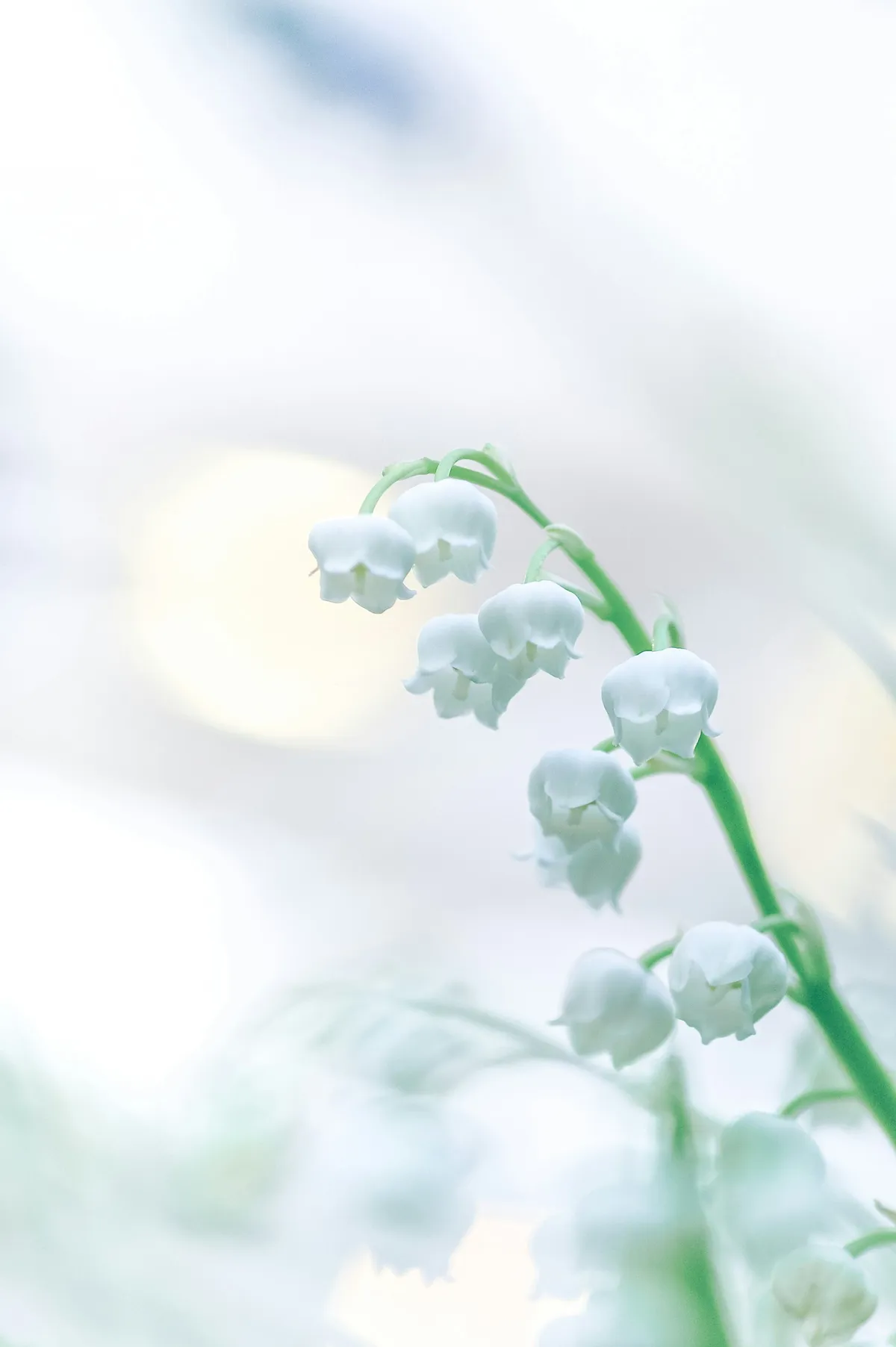 lilies