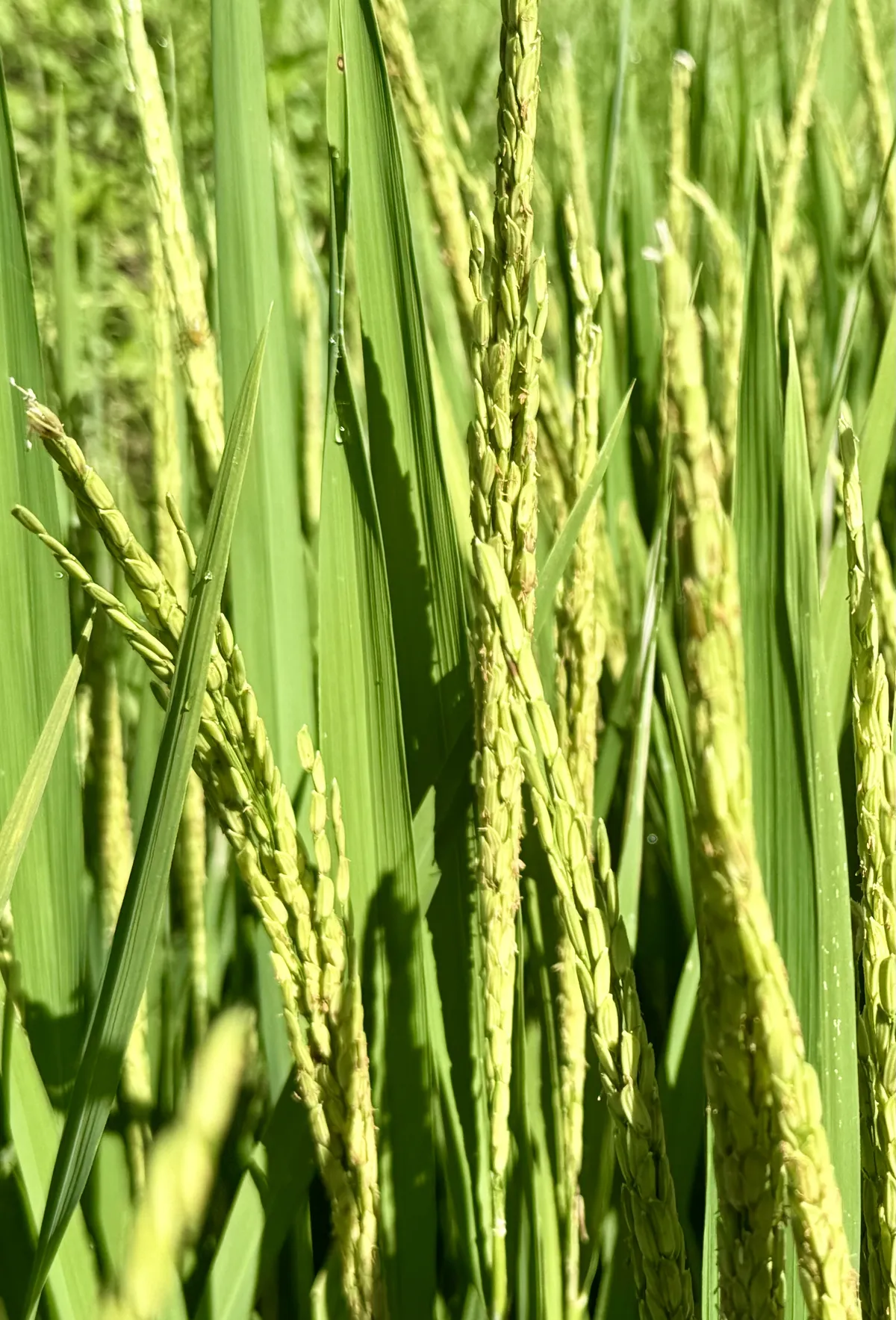 rice