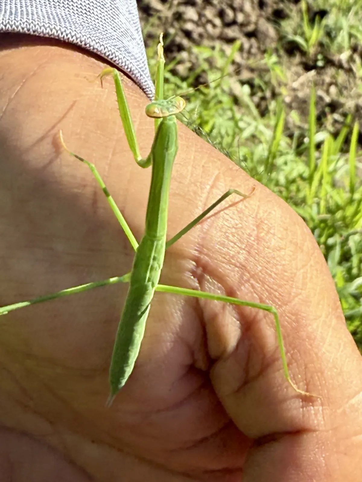 cool-bug