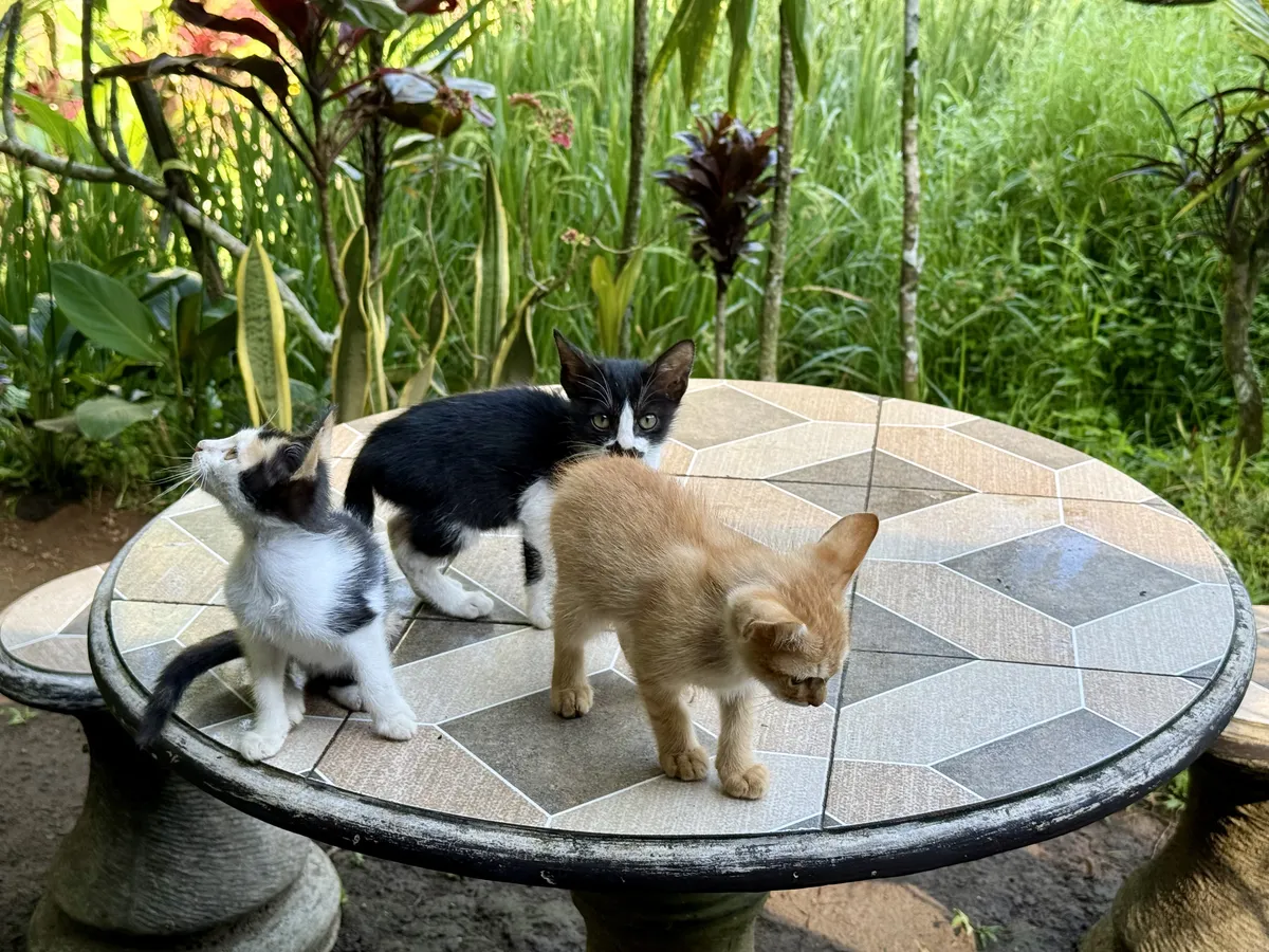 kittens