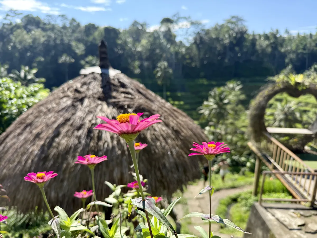 pink-flowers