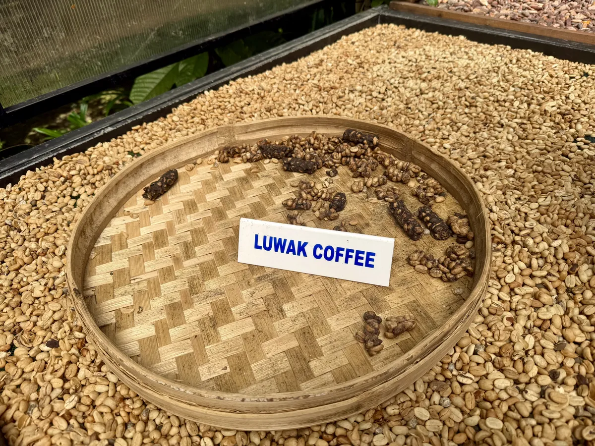 luwak
