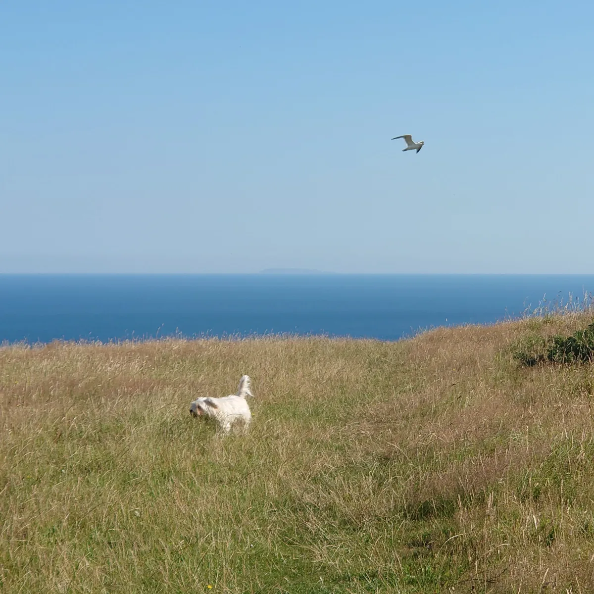 DSC_1440GwynnGullLundy. A square format photo of a sun-dried and yellowed long grass meadow with a small white terrier running about in it in the mid-foreground. A blue sea is visible behind that, with a distant hazy lump which is Lundy Island in the Bristol Channel just about visible on the horizon (about 30 miles away). Above that is a cloudless blue sky. Just above and to the right of the dog, a gull is photobombing the scene by flying above her in the blue sky and off towards the right of the frame.