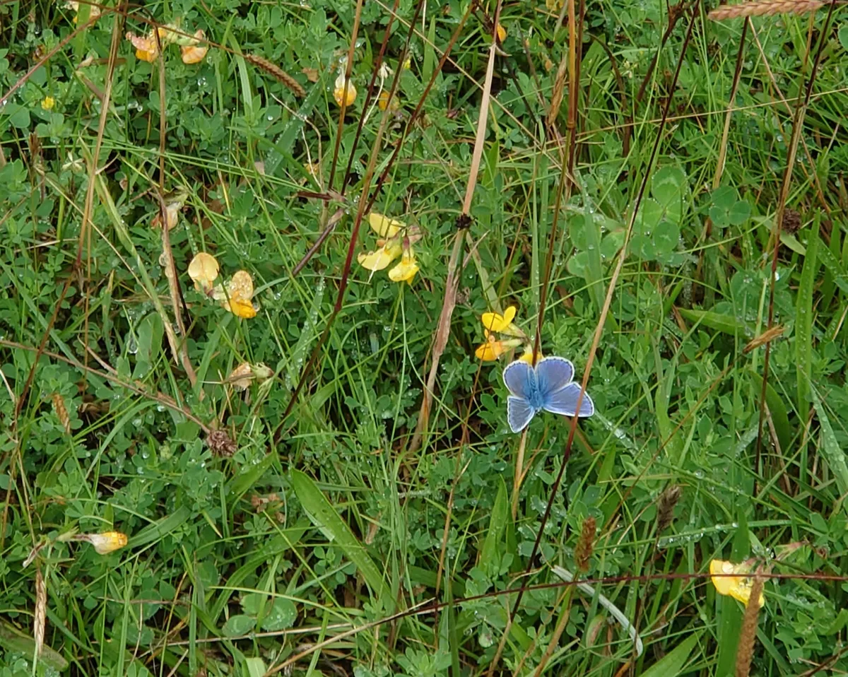 DSC_1476commonblue