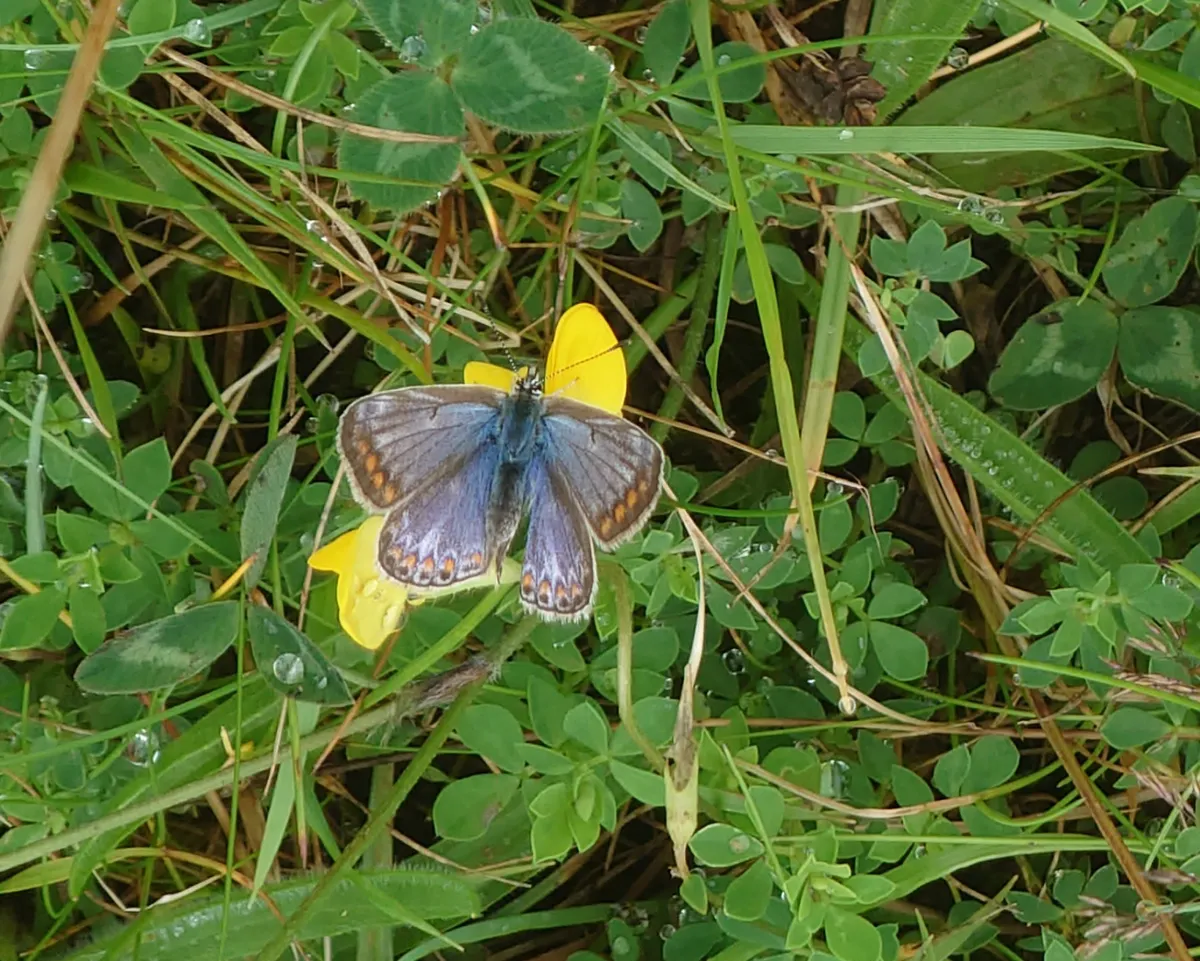 DSC_1482blue