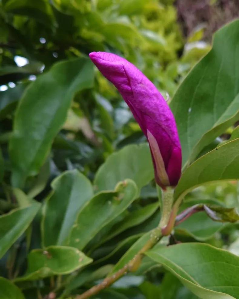 magnolia