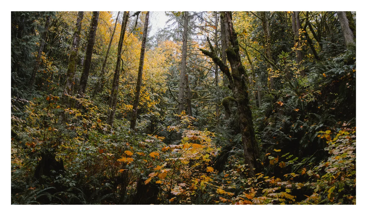 54896437341_1617d5a1ed_o