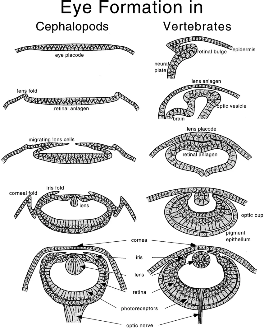 Schematic-diagram-of-cephalopod-eye-development-Left-and-vertebrate-eye-development