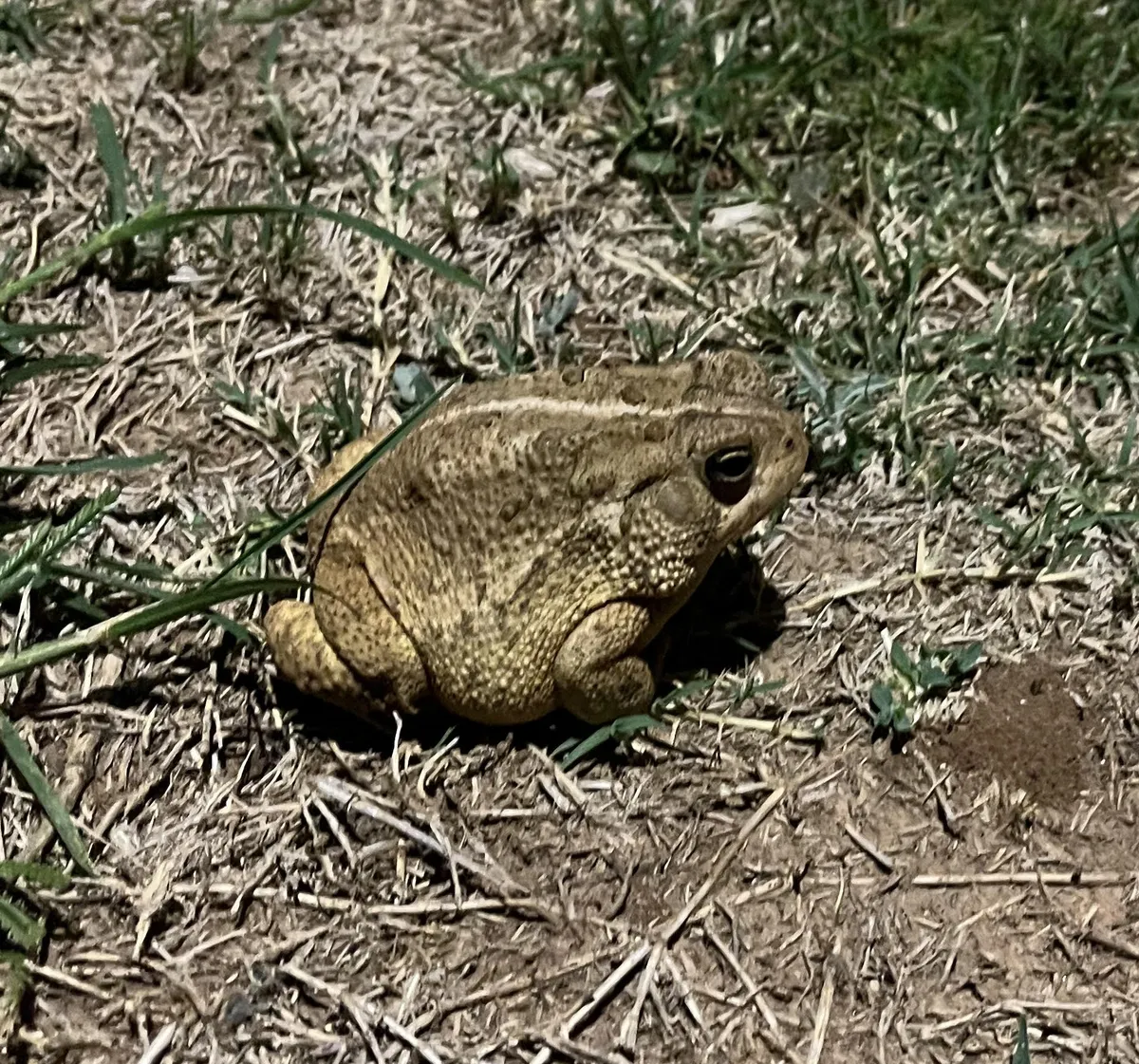 toad