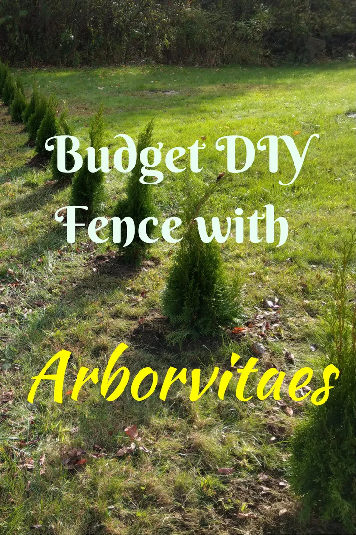 Budget-DIY-Fence-with-Arborvitaes