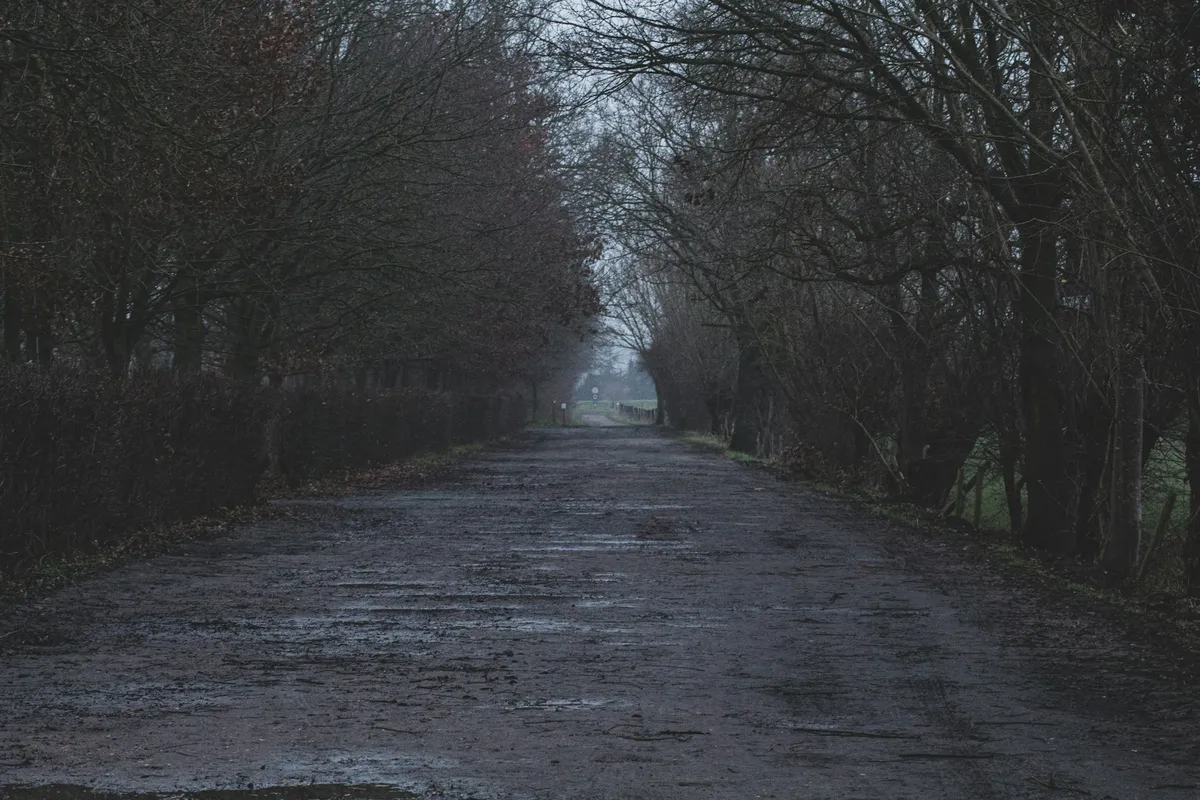 Gray Road Between Trees