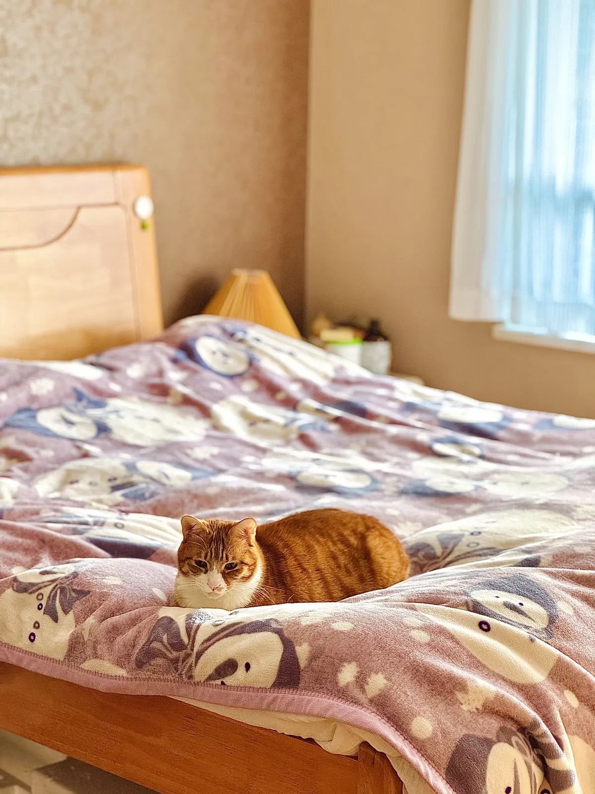 早上的阳光洒在床上和猫咪身上