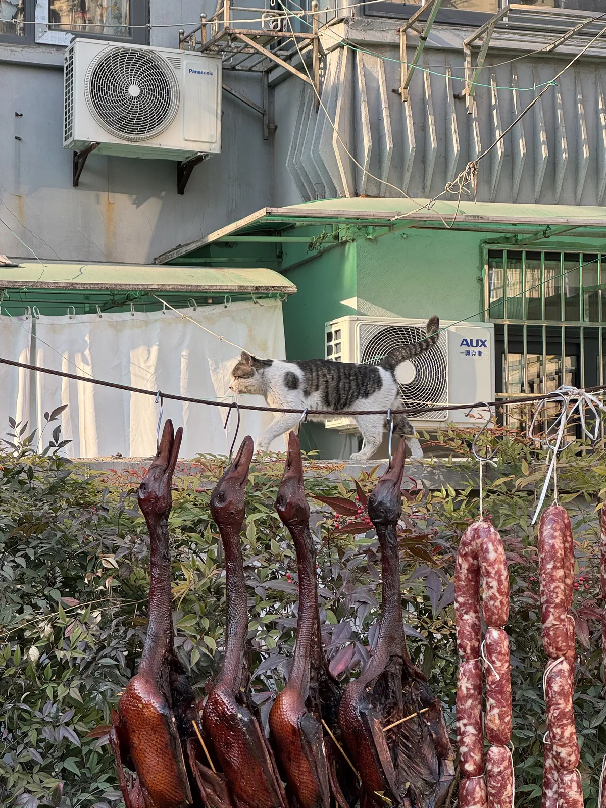 一只见过世面的猫