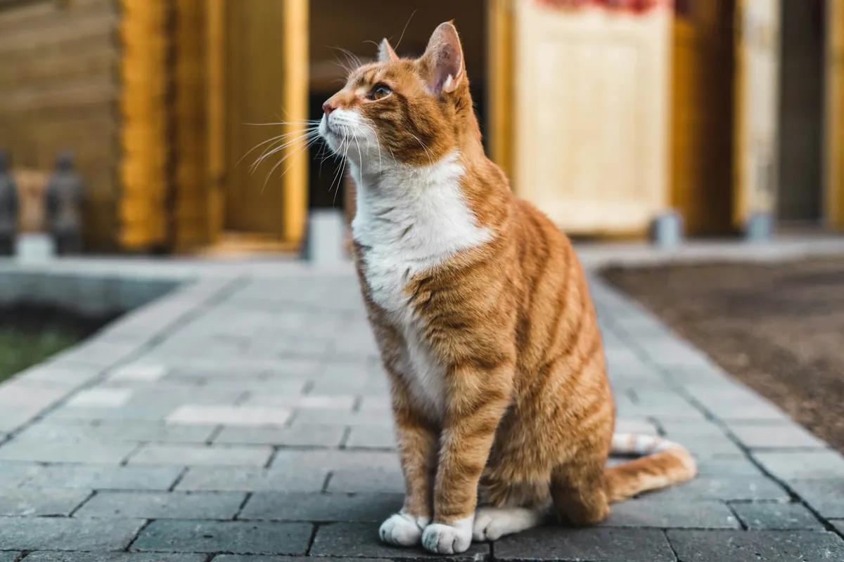 Orange White Cat Photo