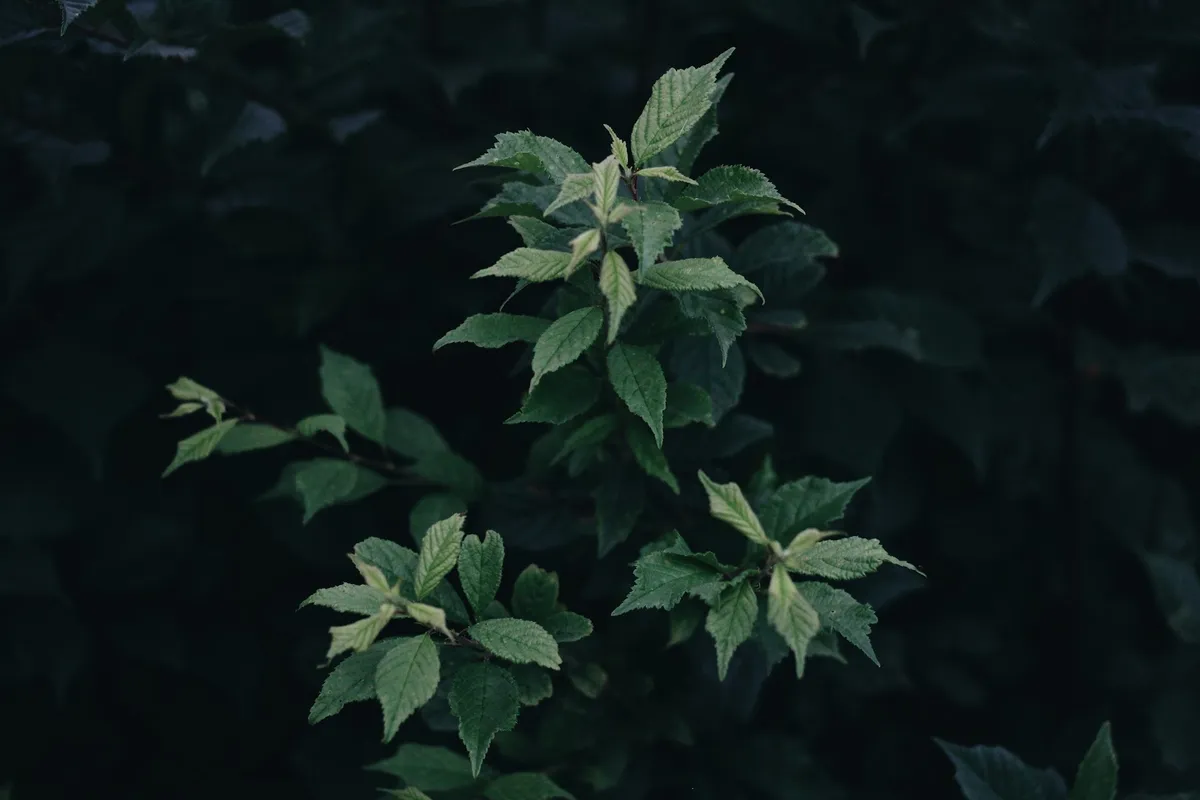 roman-hnydin-EUkWXB3YwB0-unsplash