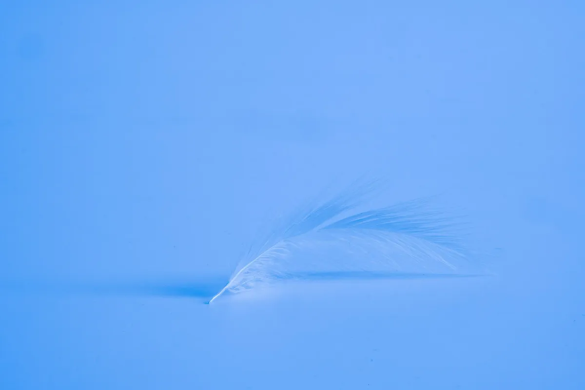 White Feather on Blue Water