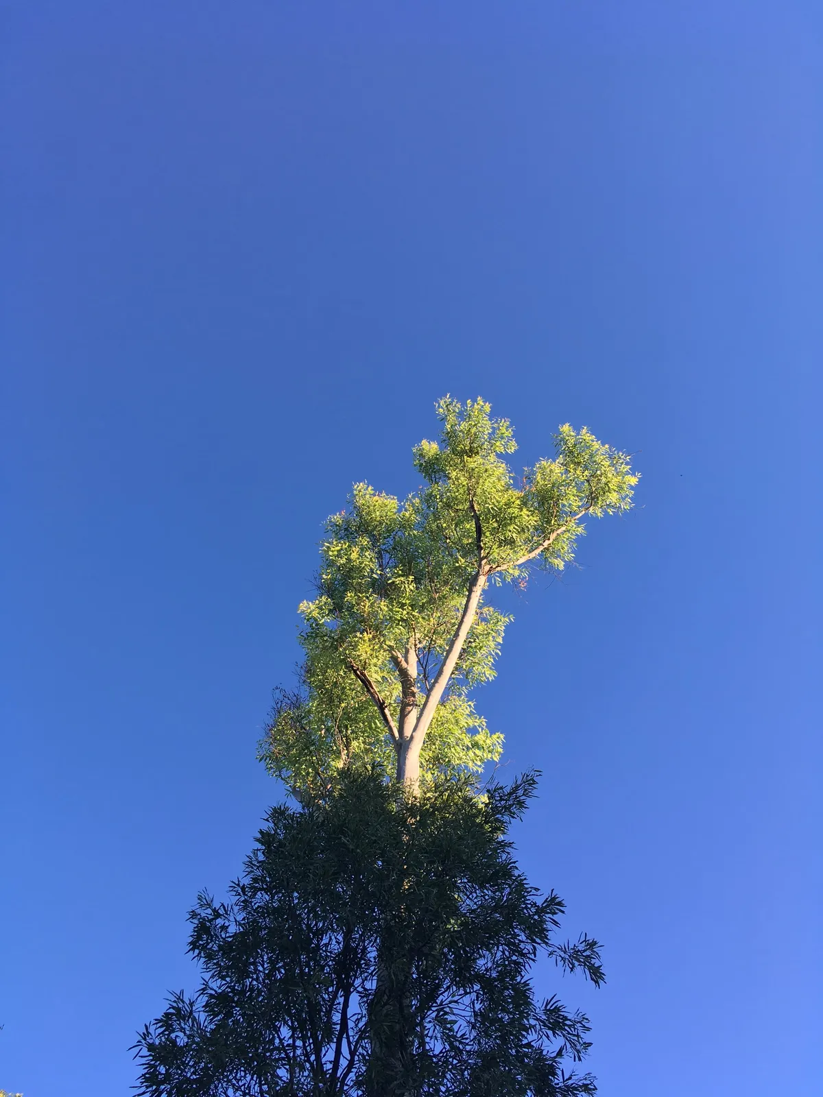 camping_canopy