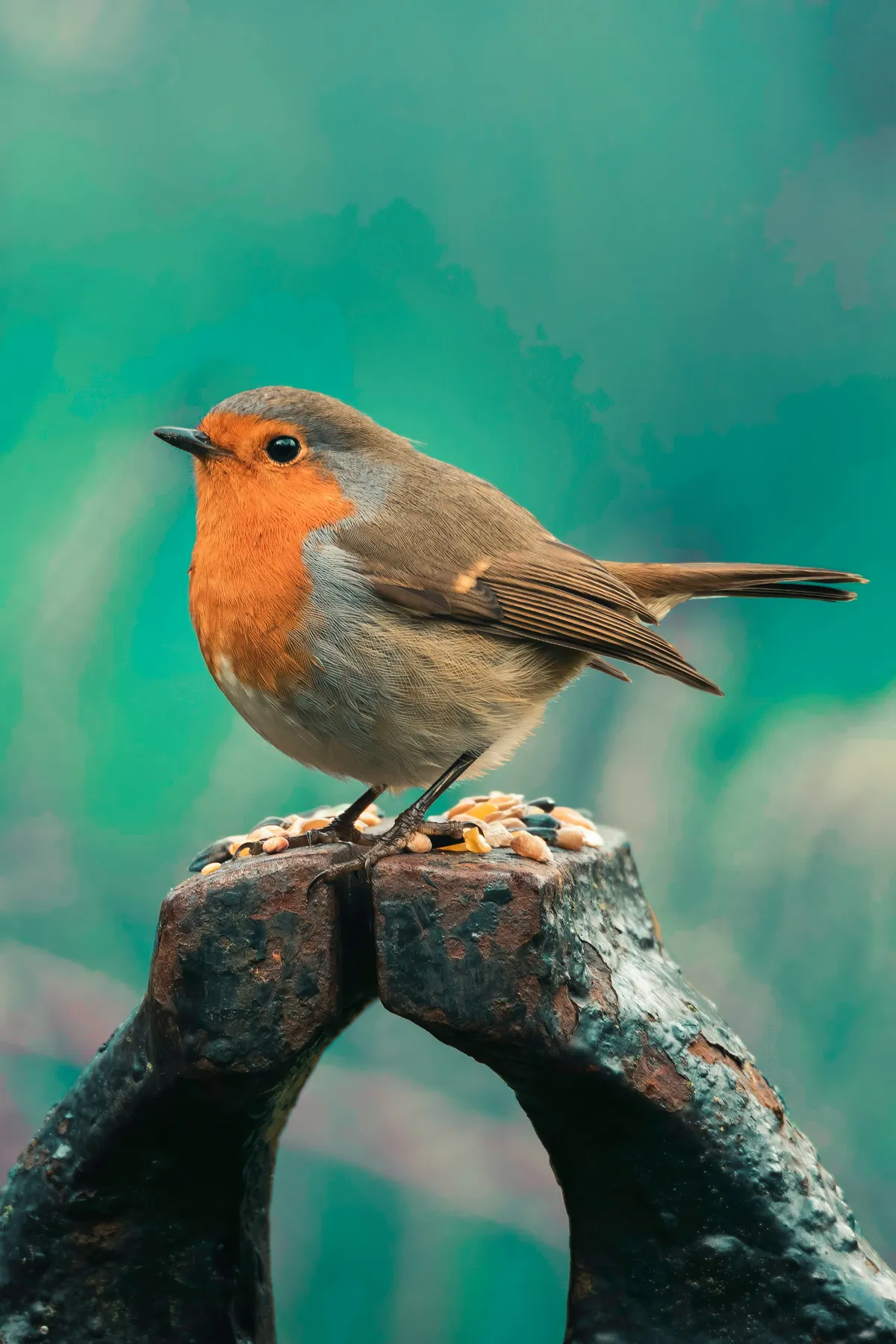 European robin with a quizzical look on its orange face