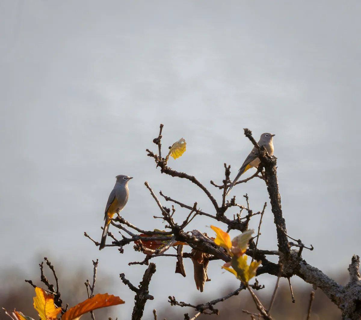 A couple silky-flycatchers aperch a tree under overcast sky with autumn leaves