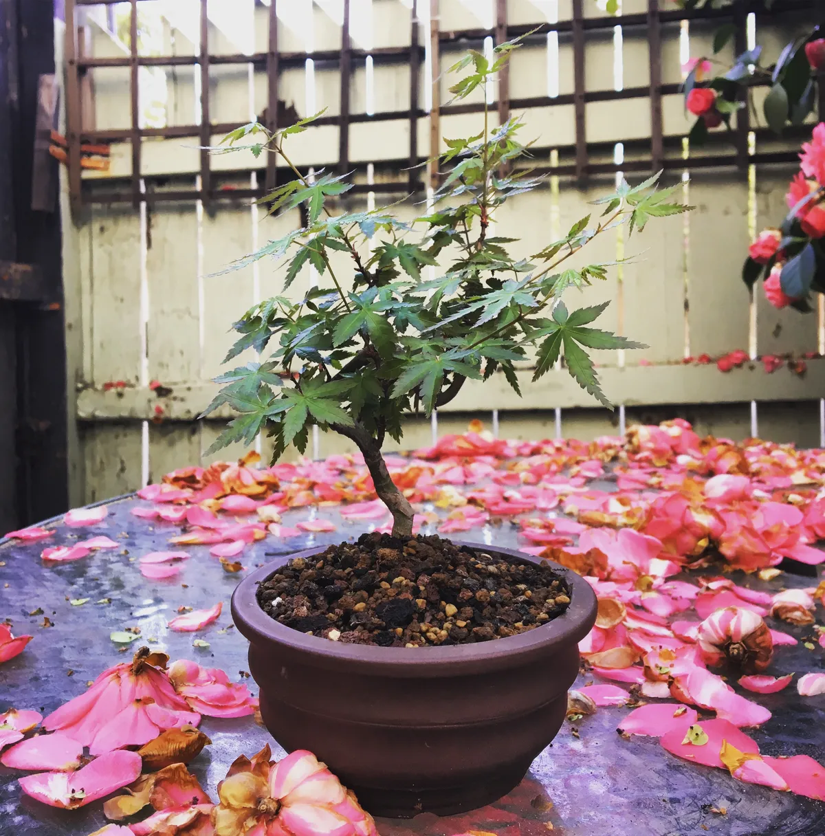 bear-images.sfo2.cdn.digitaloceanspaces.com image