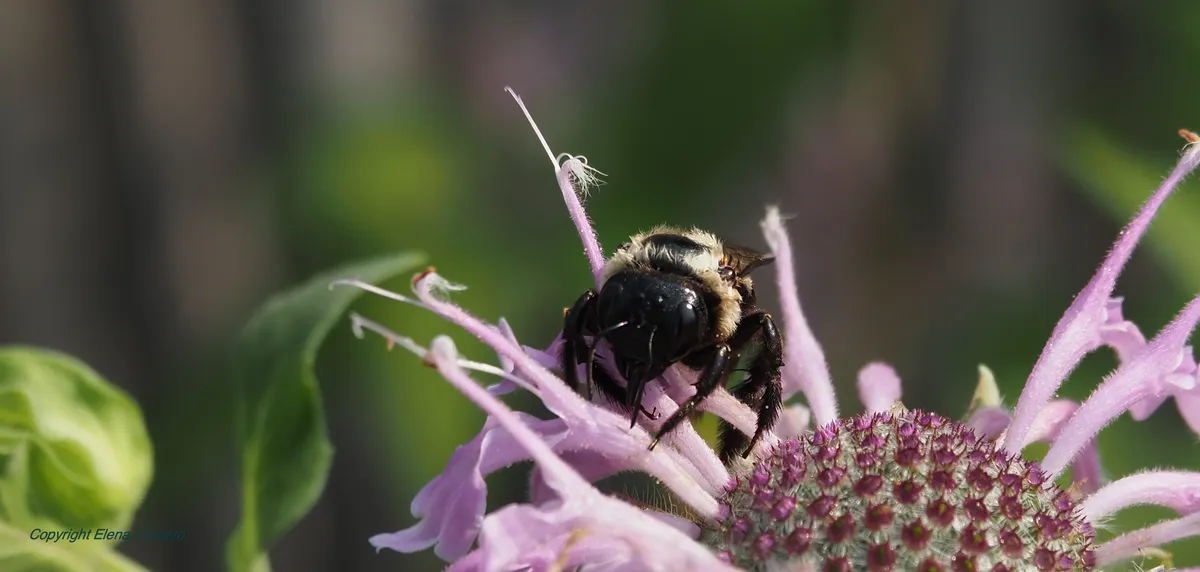 Bee on bee balm July 27