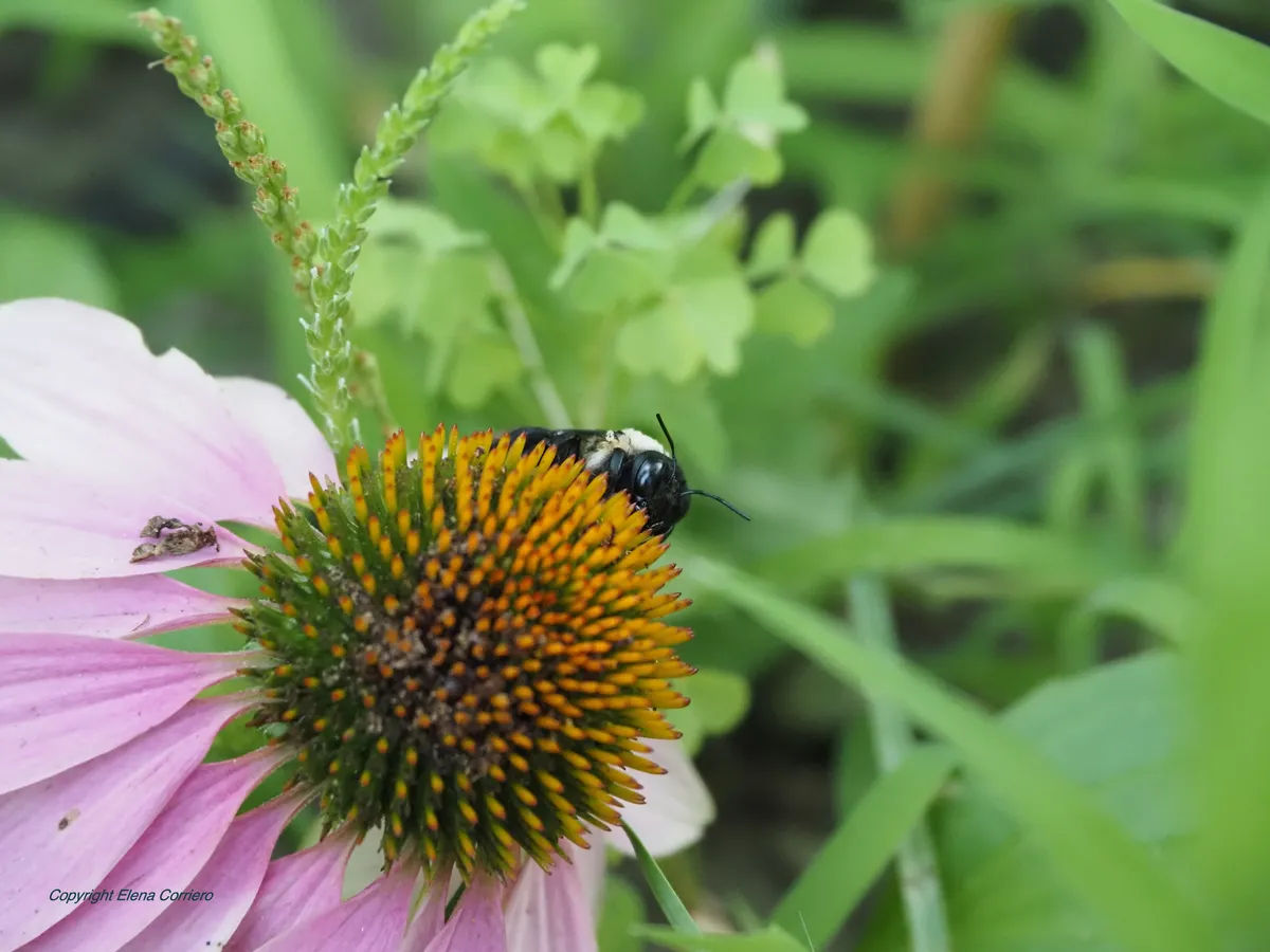Bee on fallen flower 2 July 27