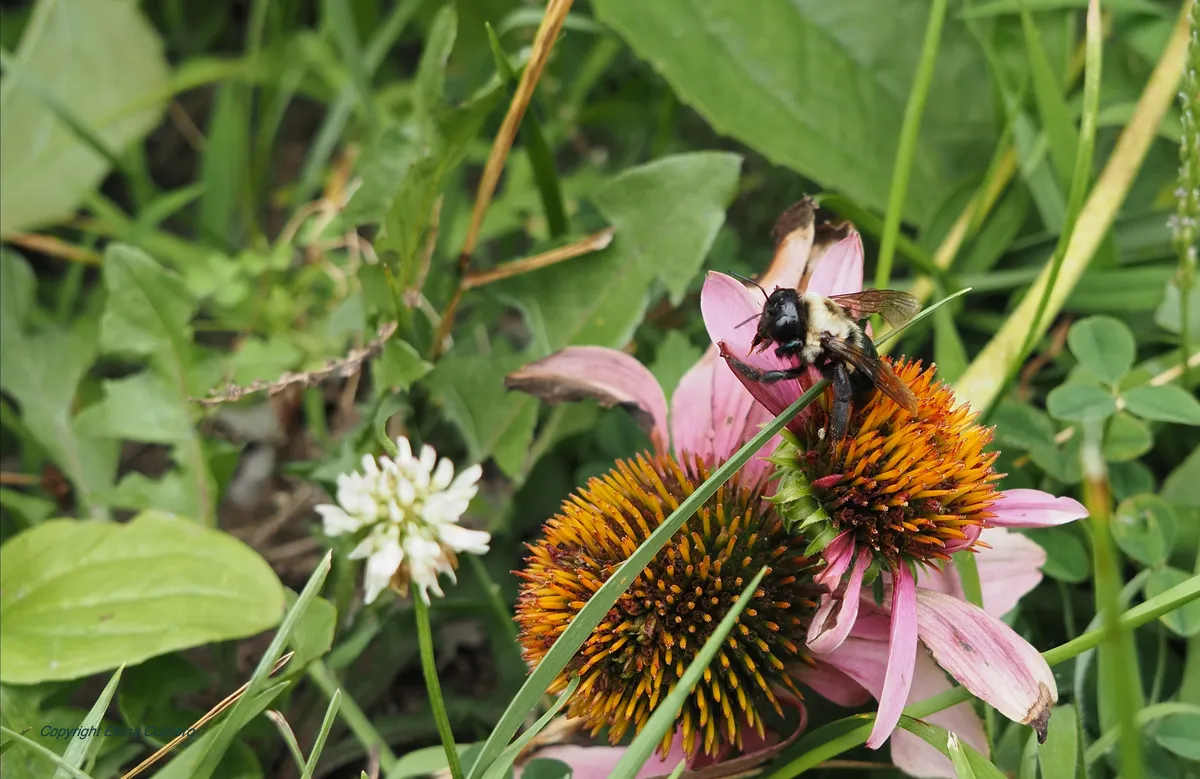 Bee on fallen flower July 27