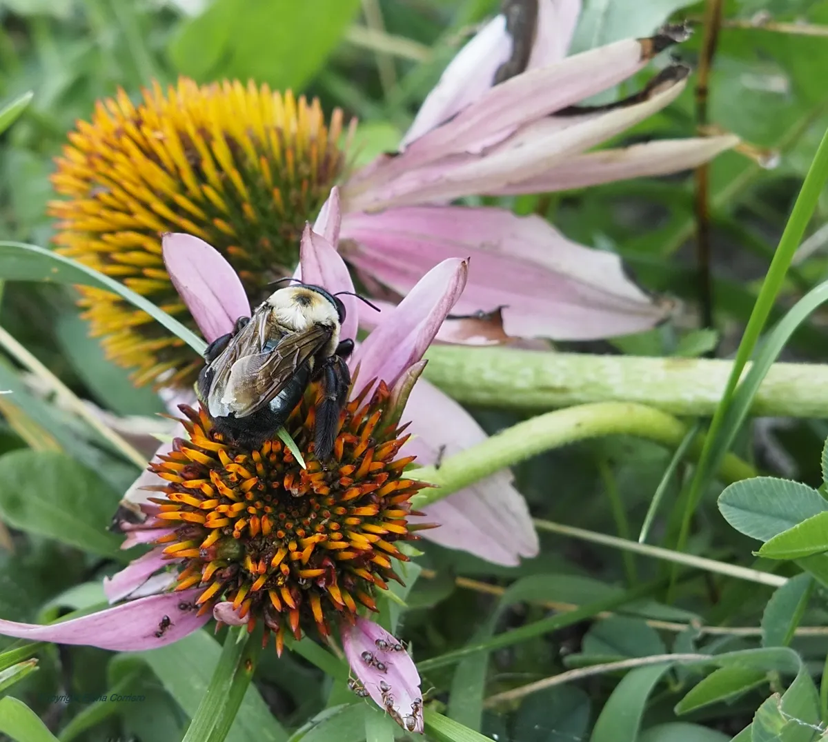 Bee with ants July 27 (2)