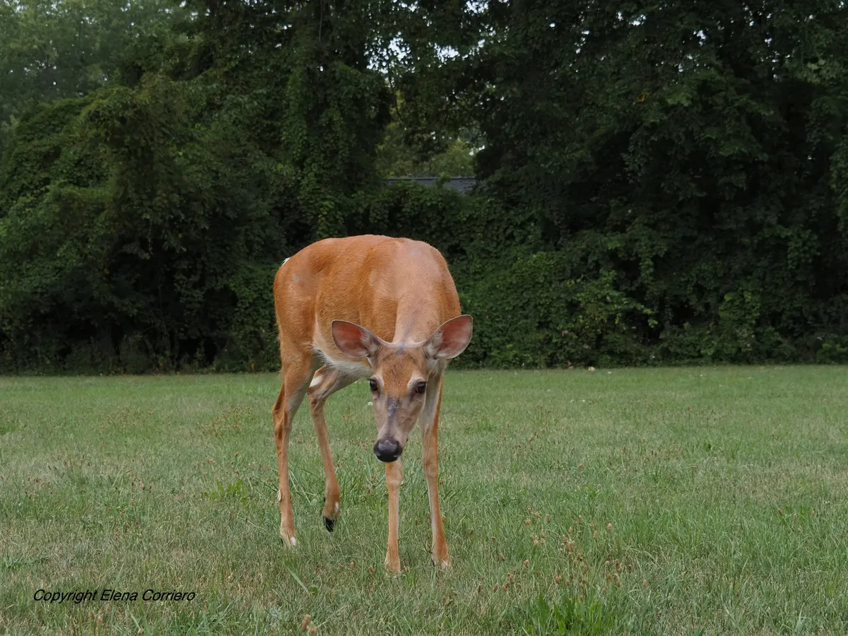 Deer 1 