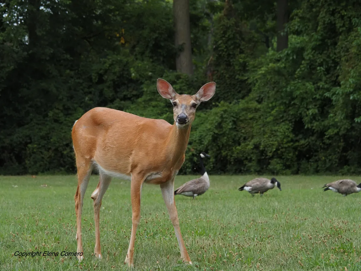 Deer 2